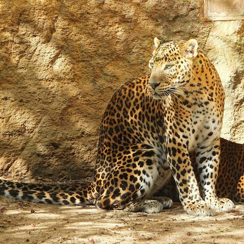 Dehiwala Zoo Sri Lanka