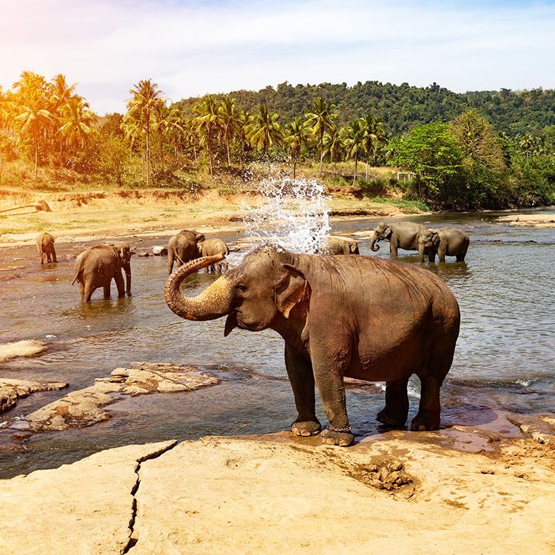 Pinnewala Elephant Orphanage Sri Lanka